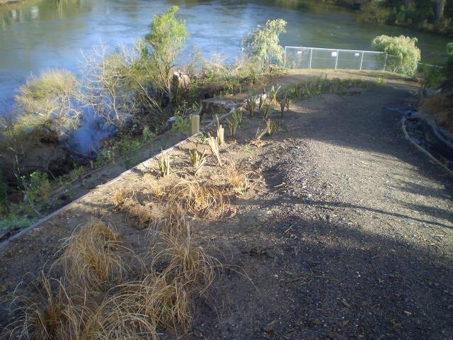 2008. Below Kauri Grove just planted. Cambridge Tree Trust